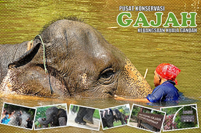 GAJAH